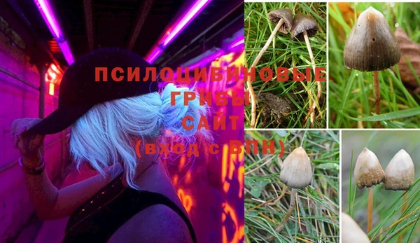 ПСИЛОЦИБИНОВЫЕ ГРИБЫ Арсеньев
