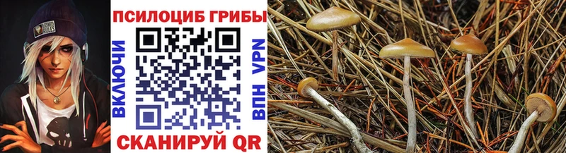 сколько стоит  Сенгилей  Галлюциногенные грибы MAGIC MUSHROOMS 